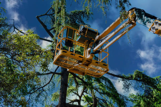 Trusted Carrollton, KY Tree Service Experts